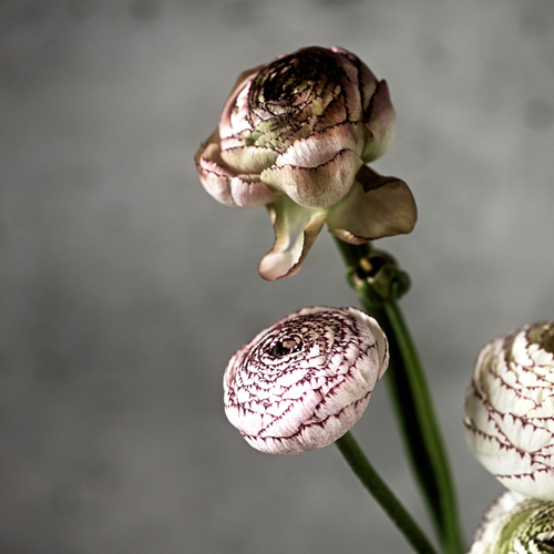 flower201603