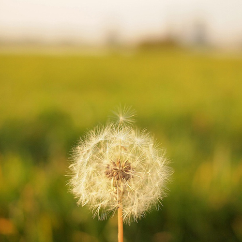 tanpopo