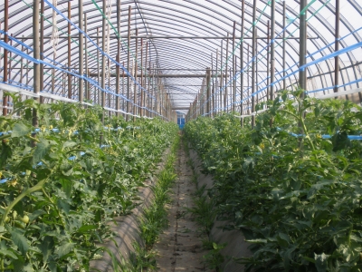 定植後1カ月