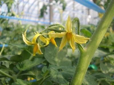 トマトの花
