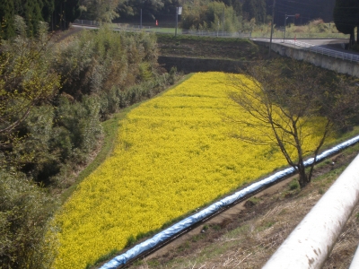 菜の花