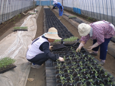 仮植作業中です