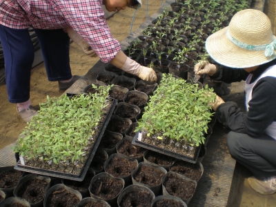 仮植作業