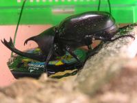 カブトムシはよくエサを食べる かぶと虫を飼いたい カブトムシ観察日記