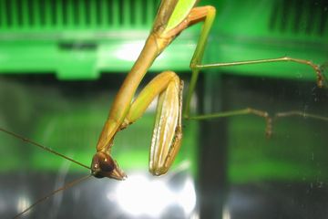 カマキリ を 捕まえた かぶと虫を飼いたい カブトムシ観察日記