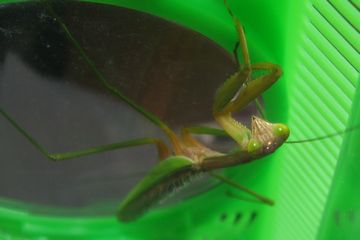 カマキリ かぶと虫を飼いたい カブトムシ観察日記