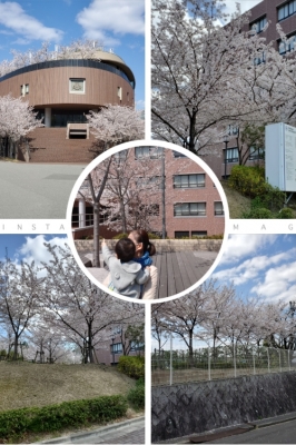 2020関大桜.jpg