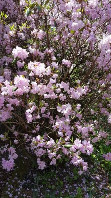 20180429_111055.jpg