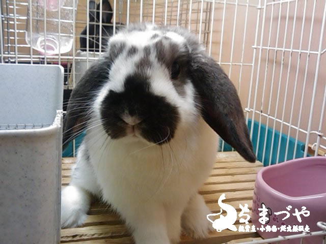 ロップイヤーラビット