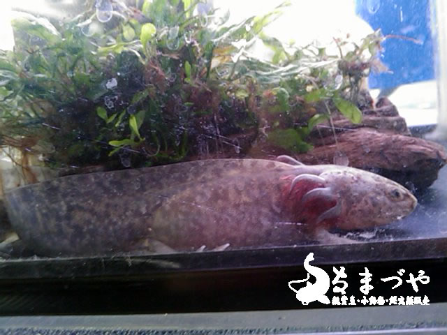 アホロートル ウーパールーパー