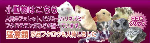 小動物