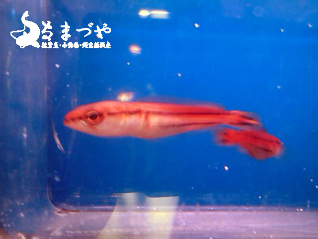 レッドスネークヘッド 入荷 稚魚のときは真っ赤なスネークヘッド 日本産淡水魚 大型肉食魚なまづや新着情報ブログ