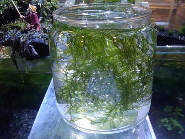 南米ウィローモス エビや稚魚の育成に♪美しく強い水草です | 日本産淡水魚・大型肉食魚なまづや新着情報ブログ 南米ウィローモス エビや稚魚の育成に♪美しく強い水草です | 日本産淡水魚・大型肉食魚なまづや新着情報ブログ