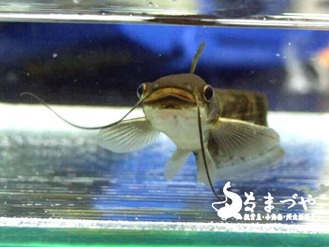 珍］ビワコオオナマズ 約5cm 琵琶湖産ブリード個体