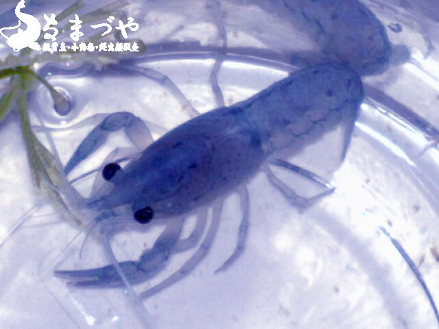 フロリダハマー入荷！とっても綺麗なザリガニさんです♪ | 日本産淡水魚・大型肉食魚なまづや新着情報ブログ