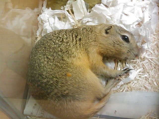 よく慣れたリチャードソンジリス　2022.3ぐらい生まれ よく慣れたリチャードソンジリス 2022.3ぐらい生まれ