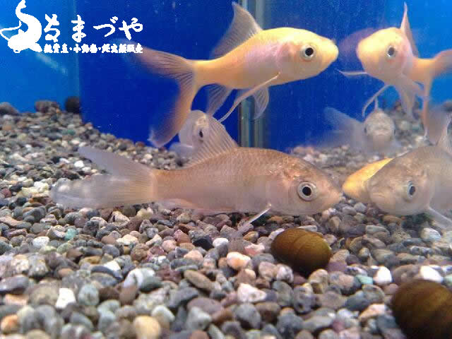 鉄魚(テツギョ)宮城県産純血統 入荷