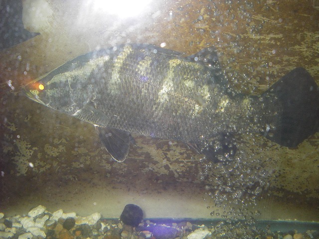 アカメの剥製‼️送料込み‼️高知、四万十川‼️ PC063673-320x210.jpg