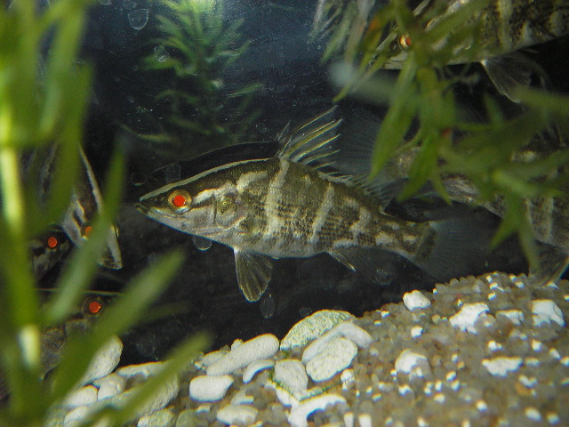 大型魚 熱帯魚 アカメ