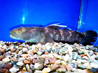 ルリヨシノボリ 7 8cm入荷 頬の青い斑点が美しい種です 日本産淡水魚 大型肉食魚なまづや新着情報ブログ