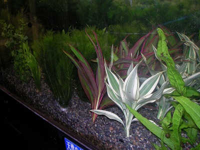 状態良好で有名ななまづやの水草各種