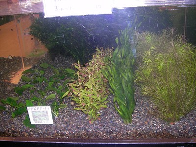 状態良好で有名ななまづやの水草各種