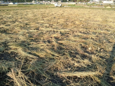 wara