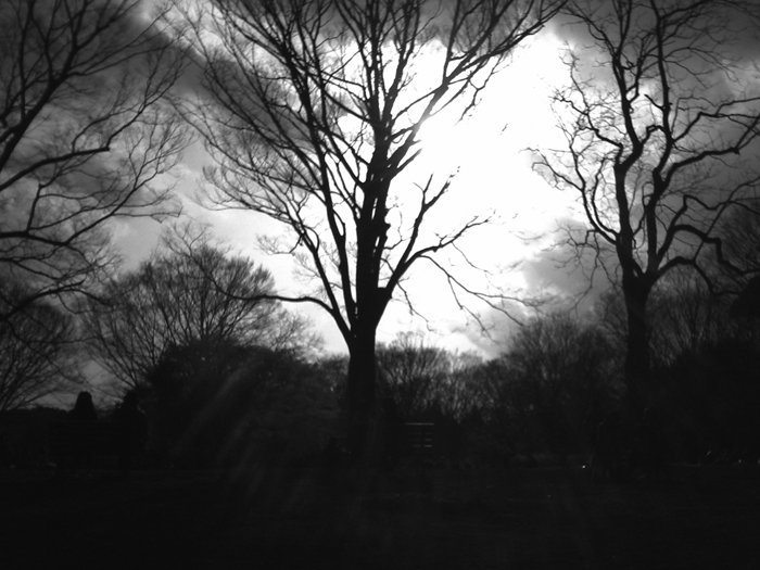 tree