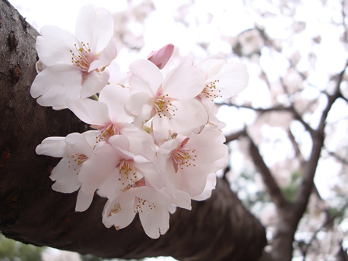 sakura