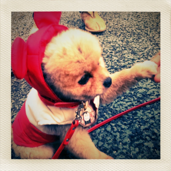 (c)puppy_taddy