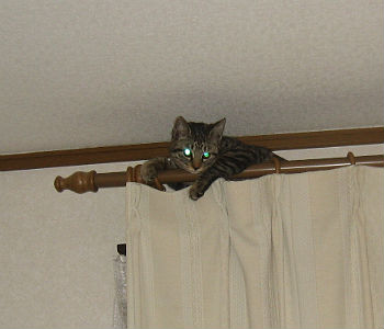 ひなの高上がり〜♪