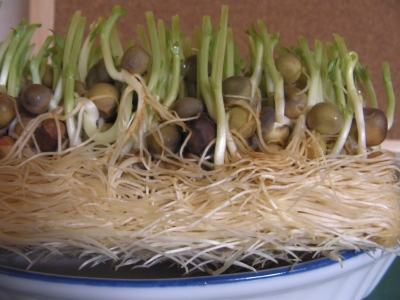 豆苗