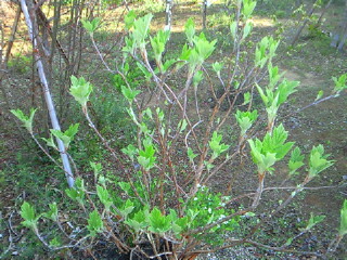 NEC_0460.jpg