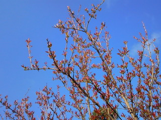 NEC_7955.jpg