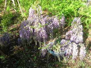 NEC_0609.jpg