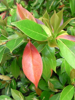 NEC_0619.jpg