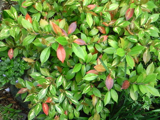 NEC_0621.jpg