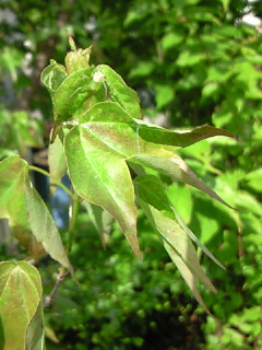 NEC_8171.jpg