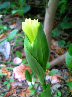 NEC_0534.jpg