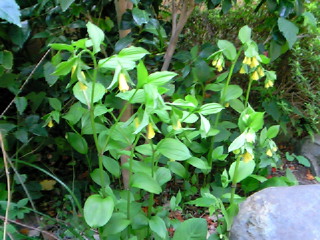 NEC_0706.jpg