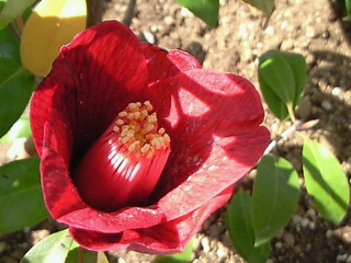 NEC_0719.jpg