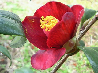NEC_0724.jpg