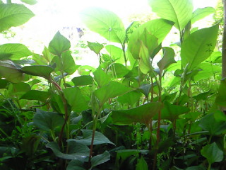 NEC_8220.jpg