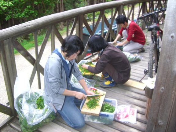 京都野草酵素