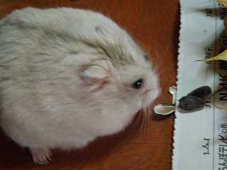 DSCN7585.jpg