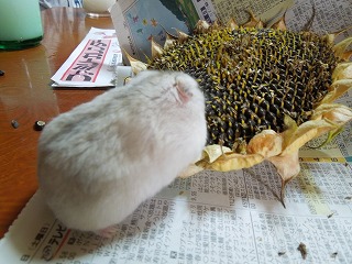 DSCN7587.jpg