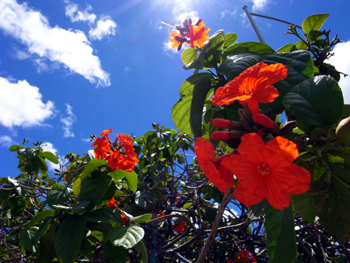 HAWAII