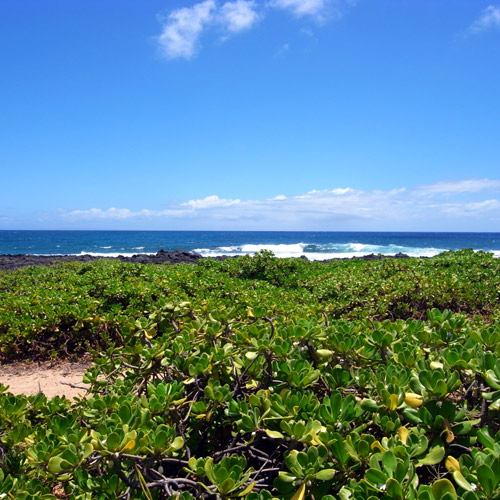HAWAII