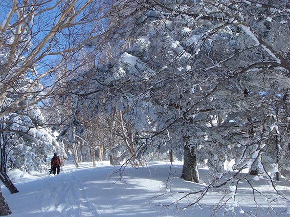 yamaboku wild snow park