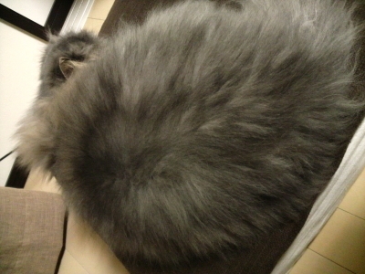 うずら